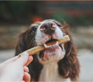 Acteur majeur du Petfood